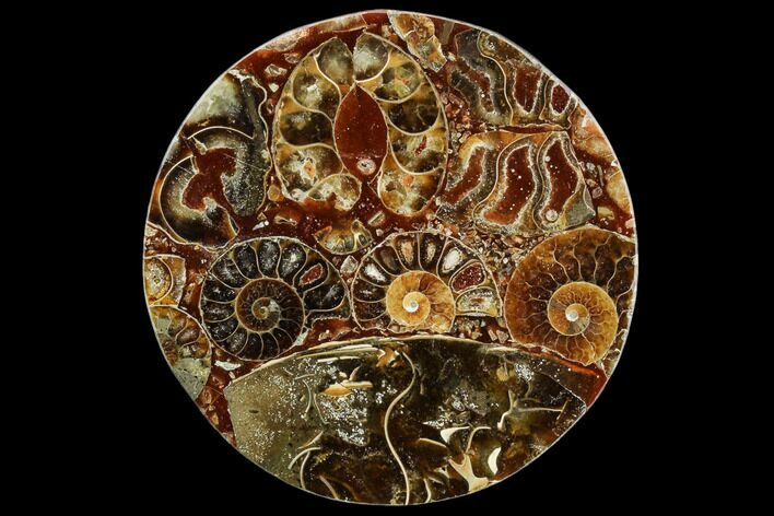 Composite Plate Of Agatized Ammonite Fossils #107324